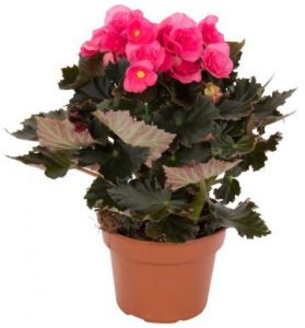 Begonia zimowa - begonia-zimowa[1].jpg